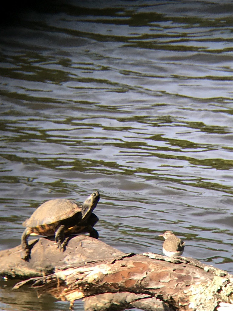Spotted Sandpiper - ML331030351