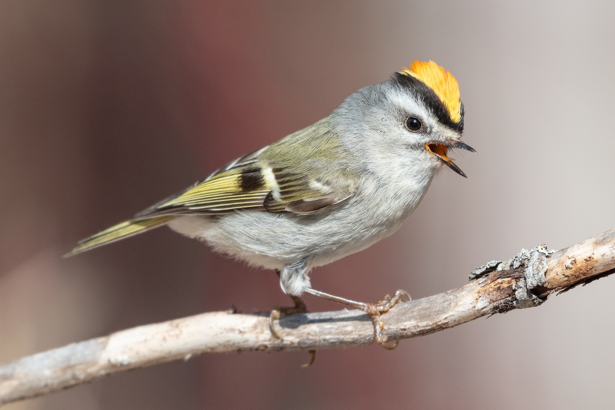 Golden-crowned Kinglet - ML331031381