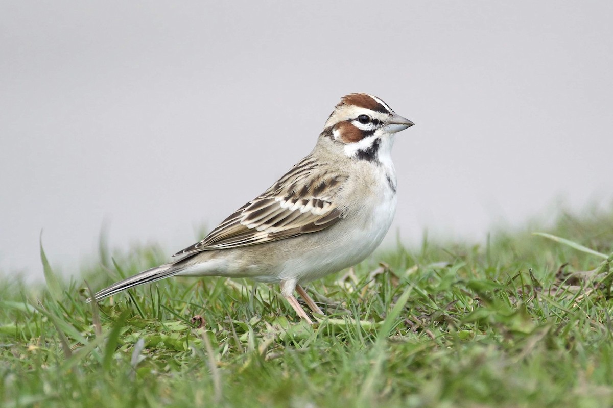 Lark Sparrow - ML331032821