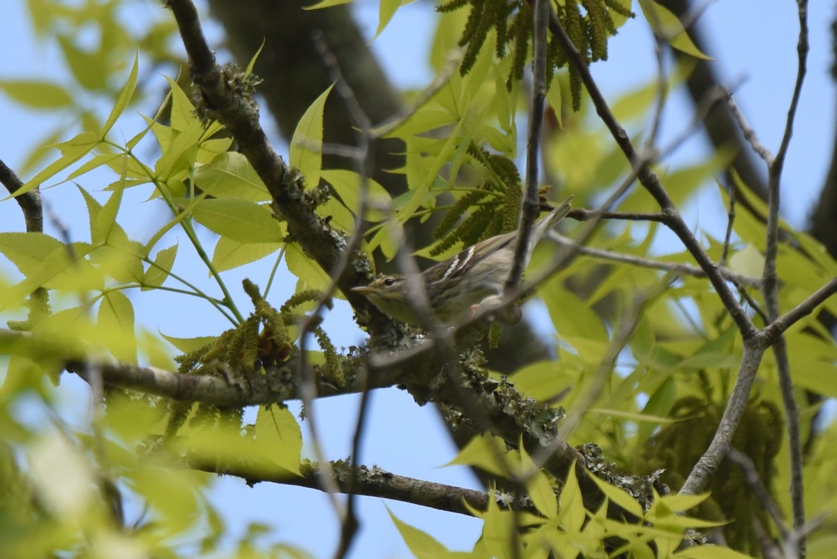 Blackpoll Warbler - ML331034381