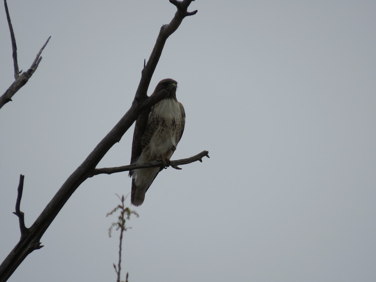 Red-tailed Hawk - ML331034411