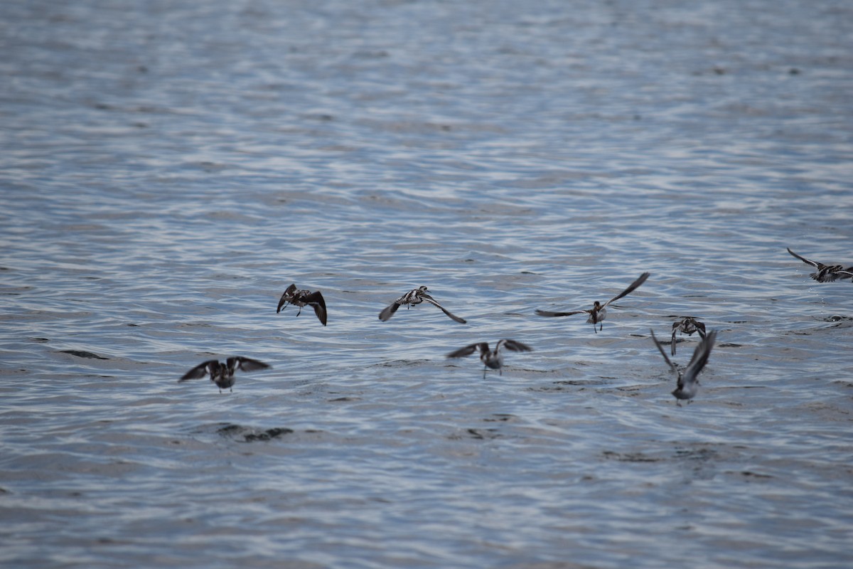 Red-necked Phalarope - ML33103511