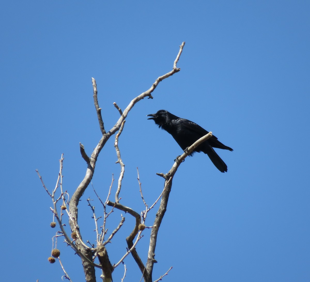 Fish Crow - ML331035981