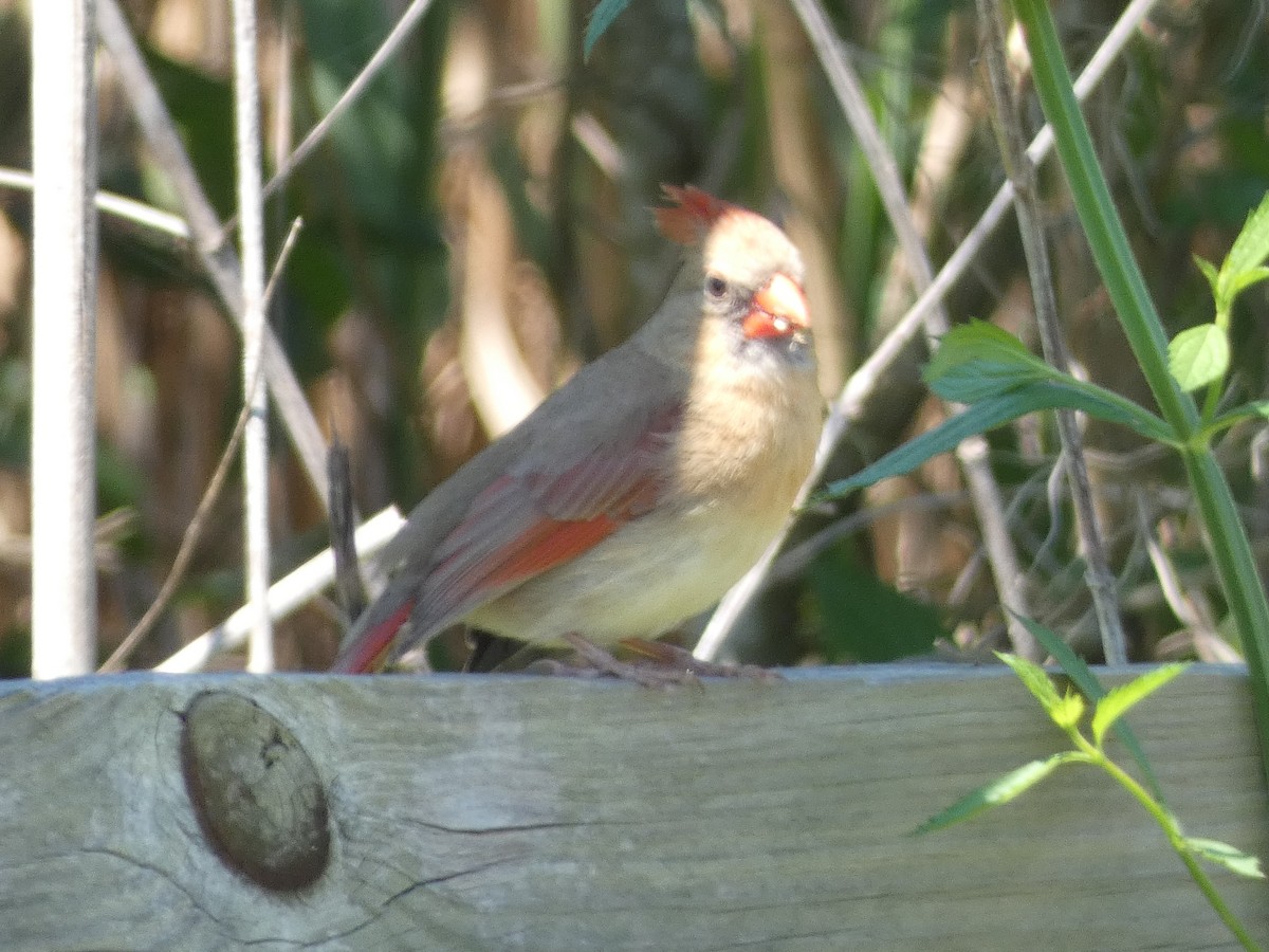 Northern Cardinal - Carolyn Sanders