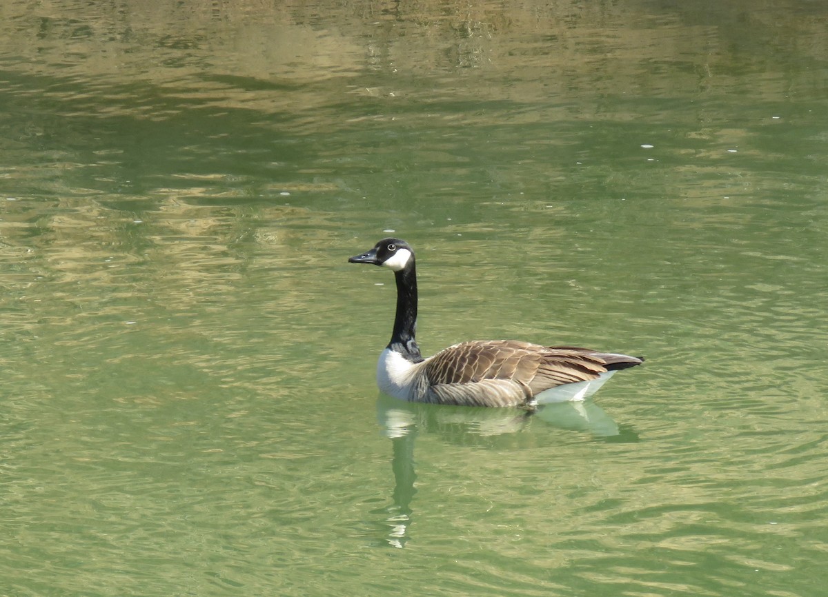Canada Goose - ML331036511