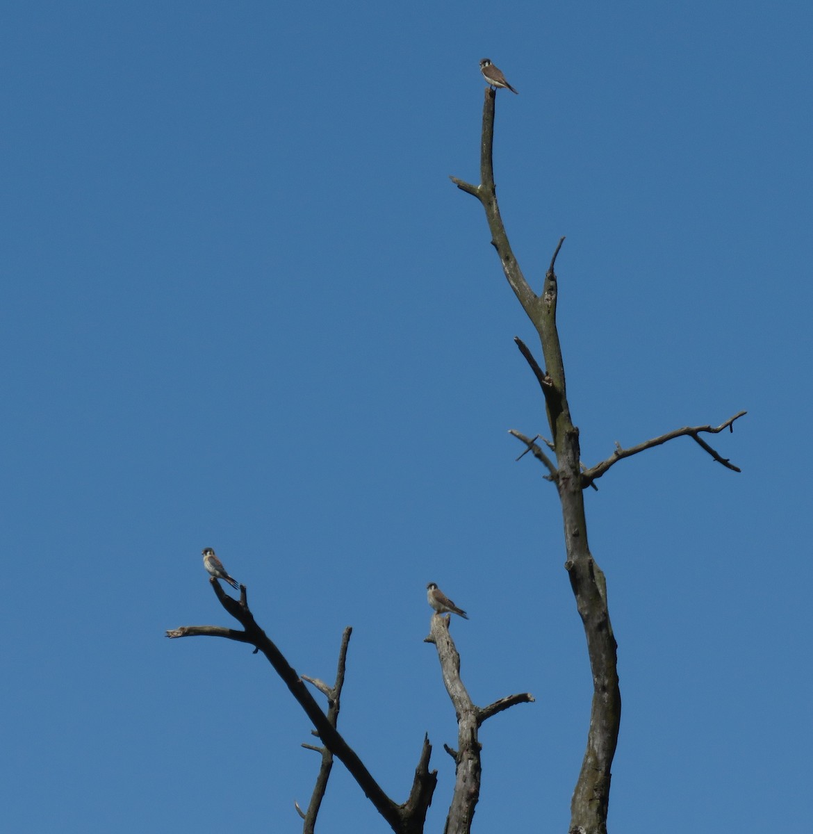 American Kestrel - ML331036631