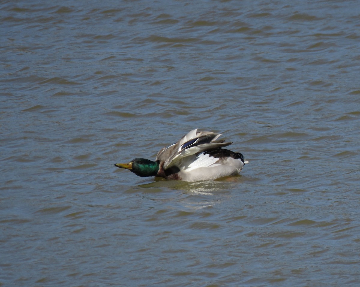 Mallard - ML331037391