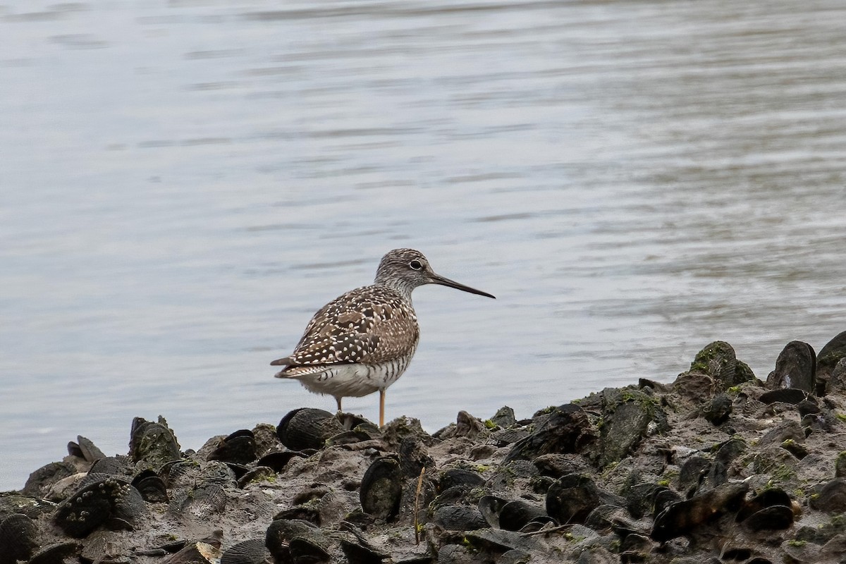 Greater Yellowlegs - Joshua Malbin