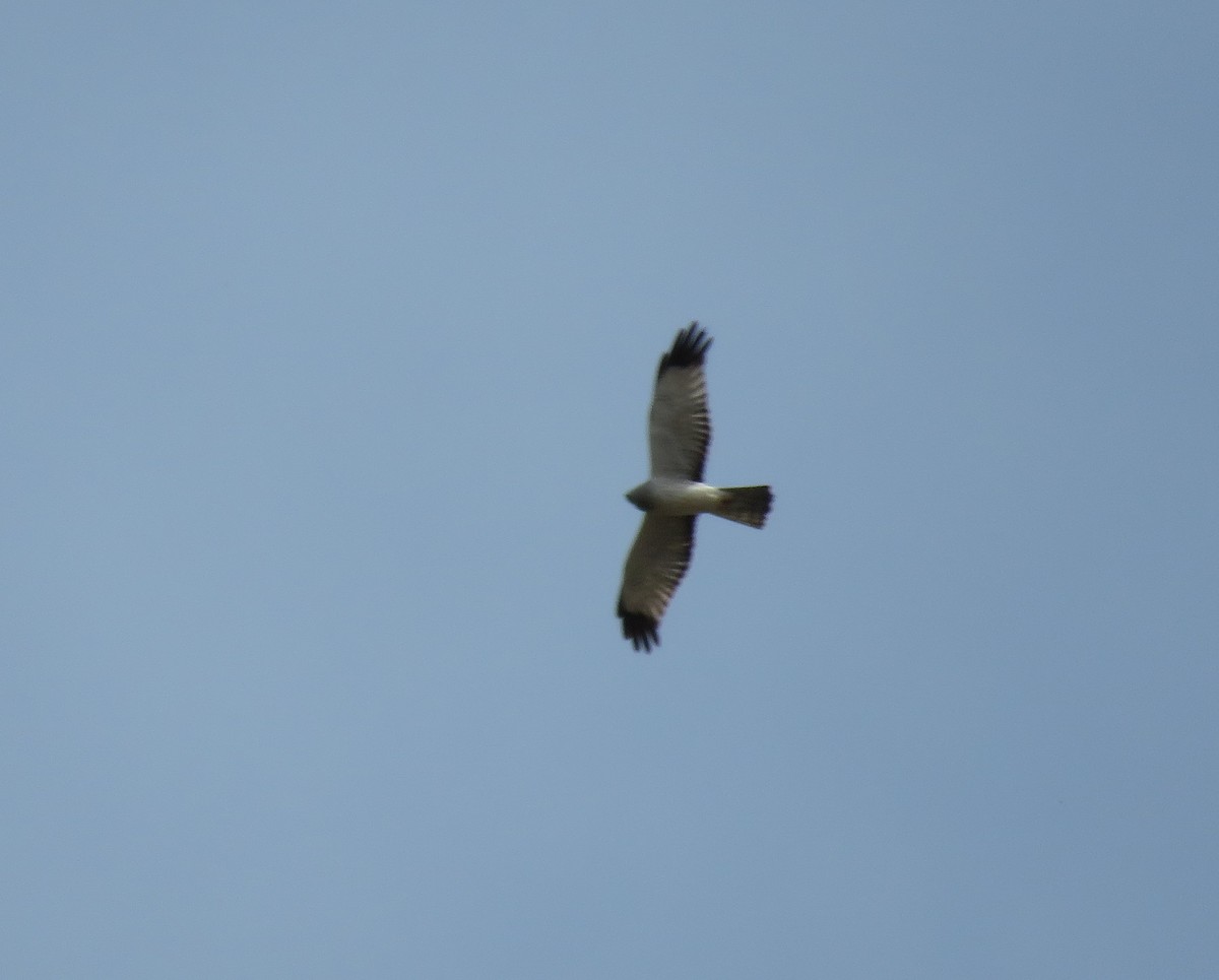 Northern Harrier - ML331038391