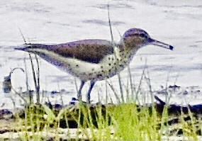 Spotted Sandpiper - Jason C. Martin