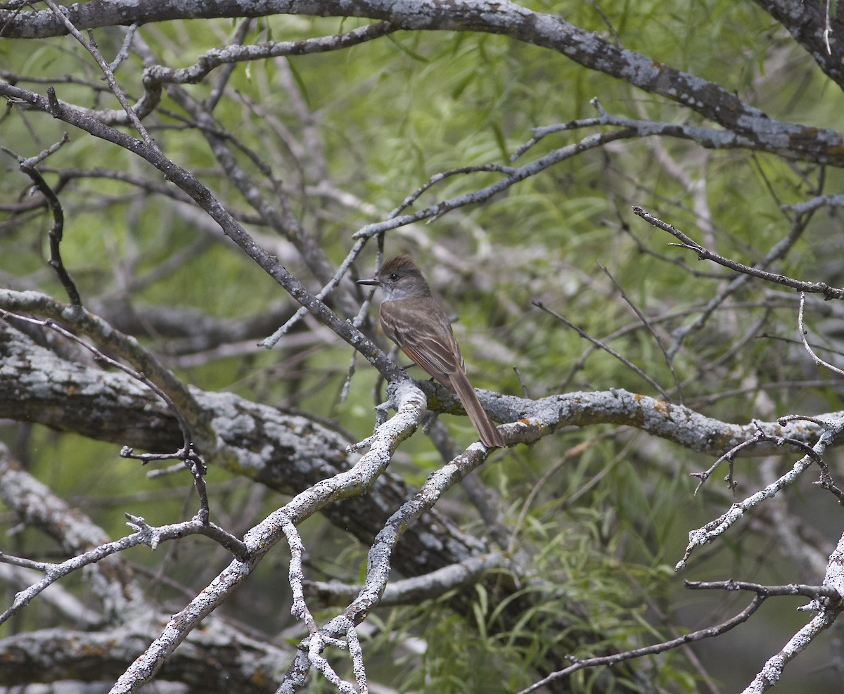 Ash-throated Flycatcher - Marc North
