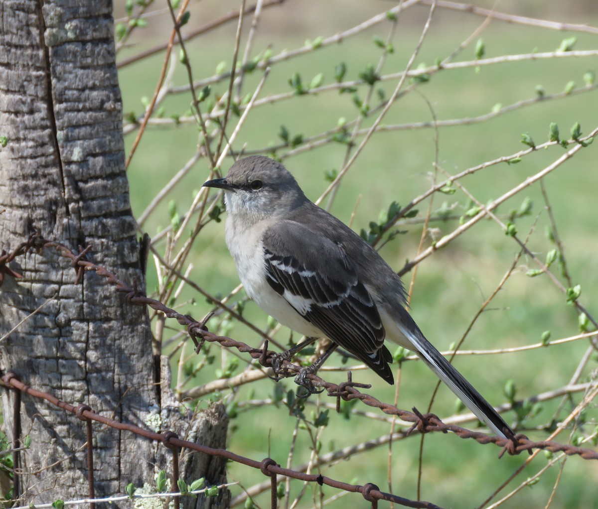 Northern Mockingbird - ML331039721
