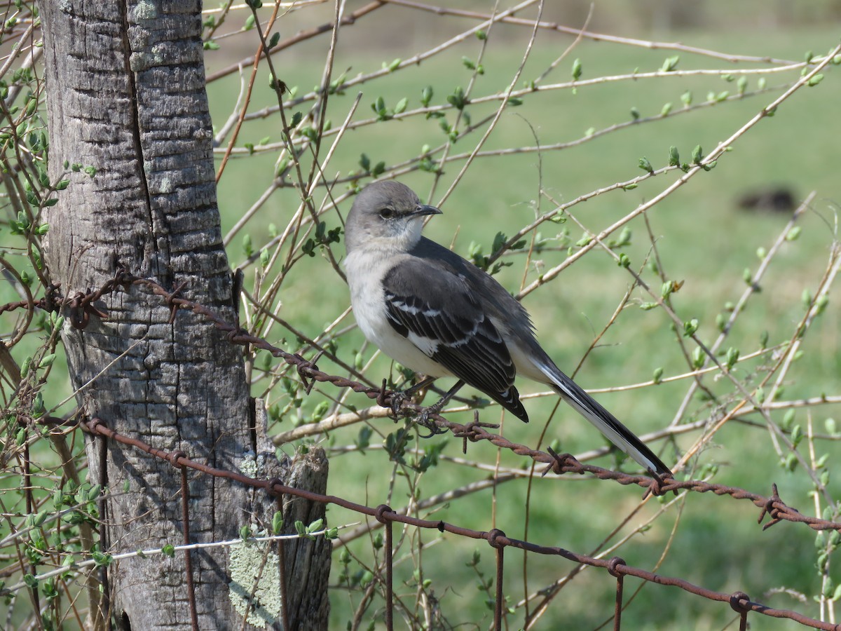 Northern Mockingbird - ML331039911
