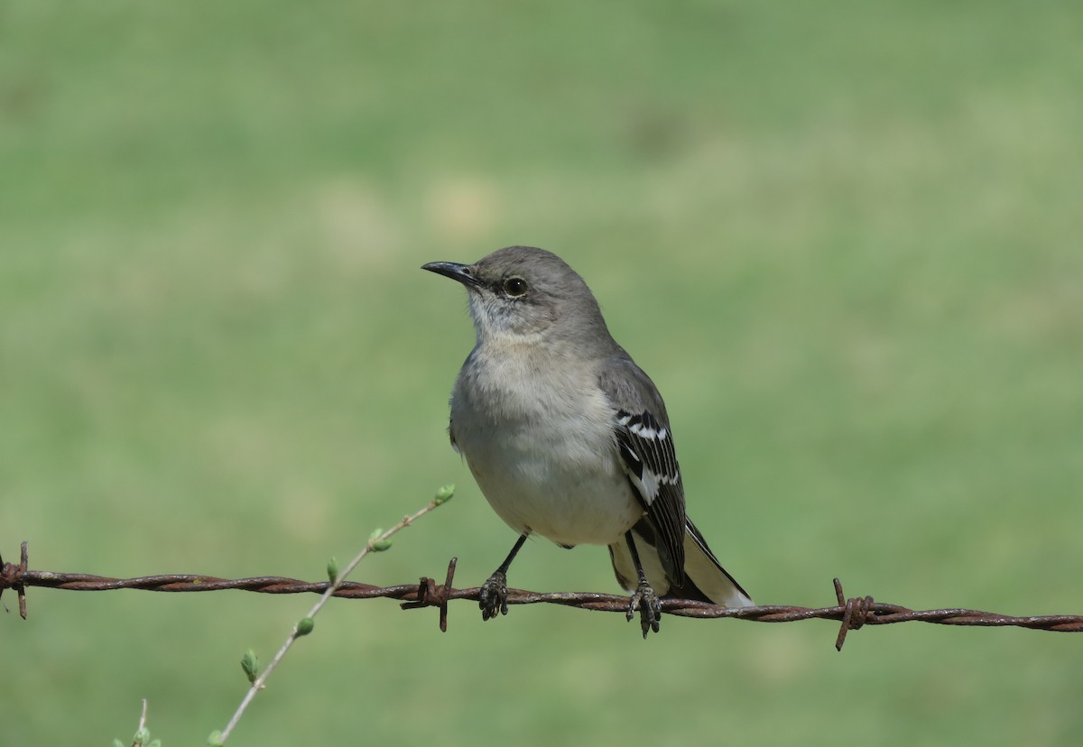 Northern Mockingbird - ML331040081