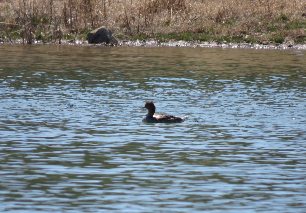 Red-breasted Merganser - ML331040841