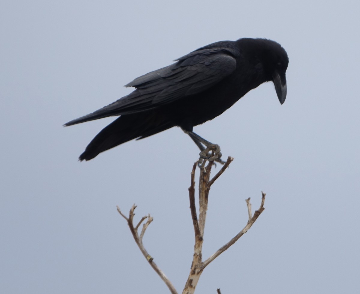 Common Raven - ML331042511