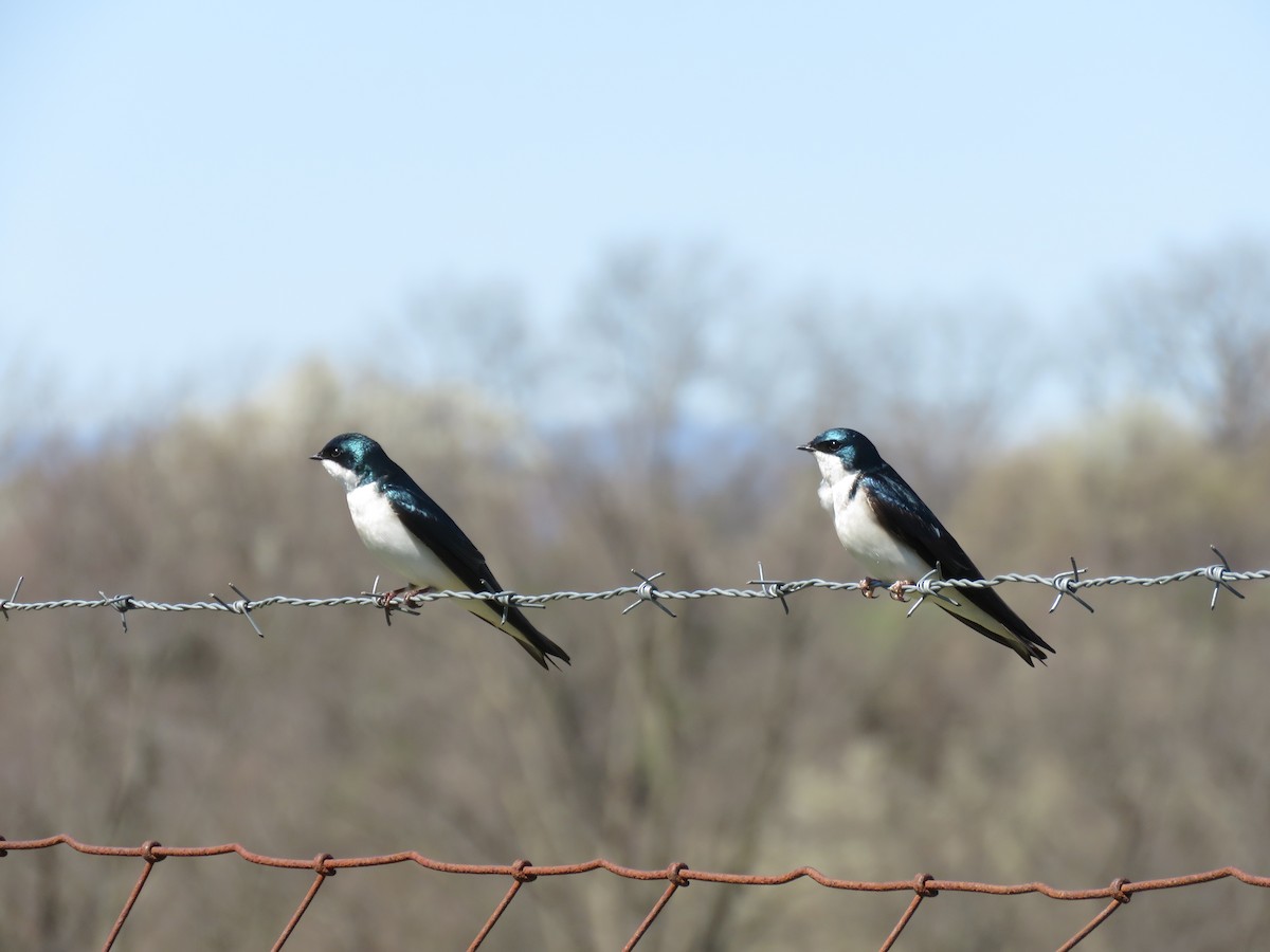 Tree Swallow - ML331043221
