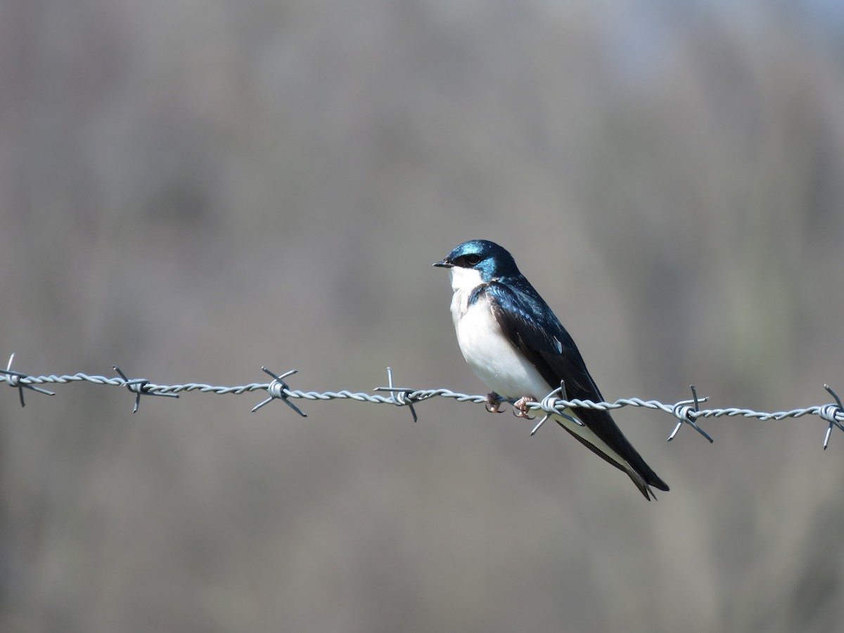 Tree Swallow - ML331043241