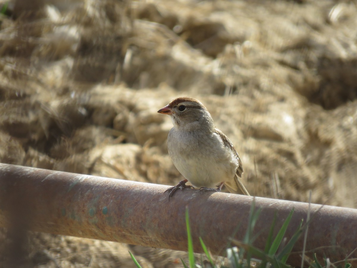 White-crowned Sparrow (Dark-lored) - ML331043521