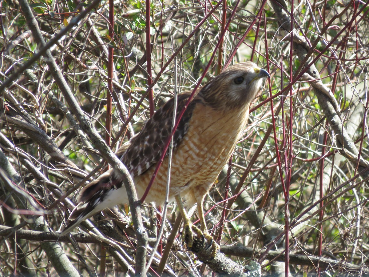 Red-shouldered Hawk - ML331043751