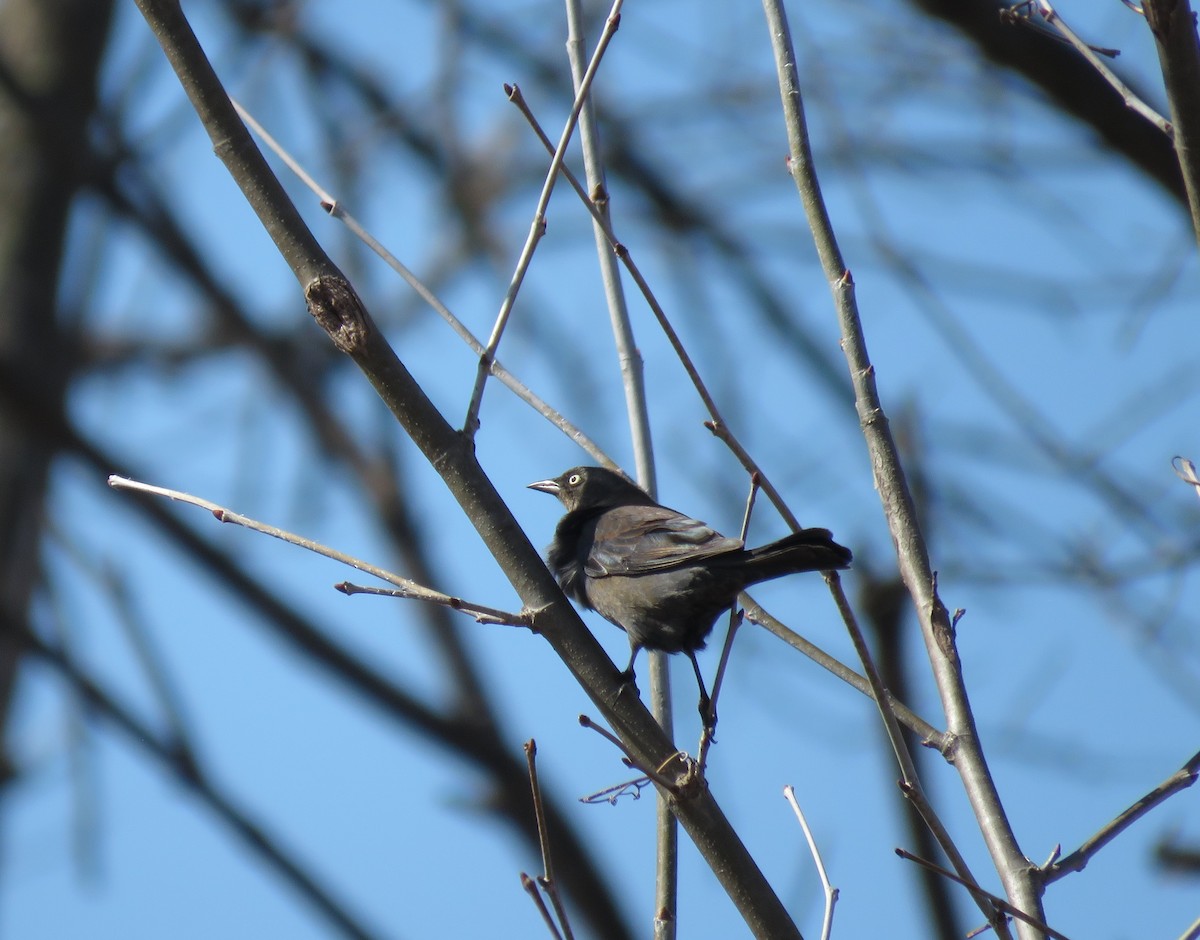 Rusty Blackbird - ML331044231