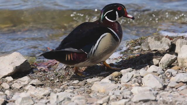 Wood Duck - ML331044331