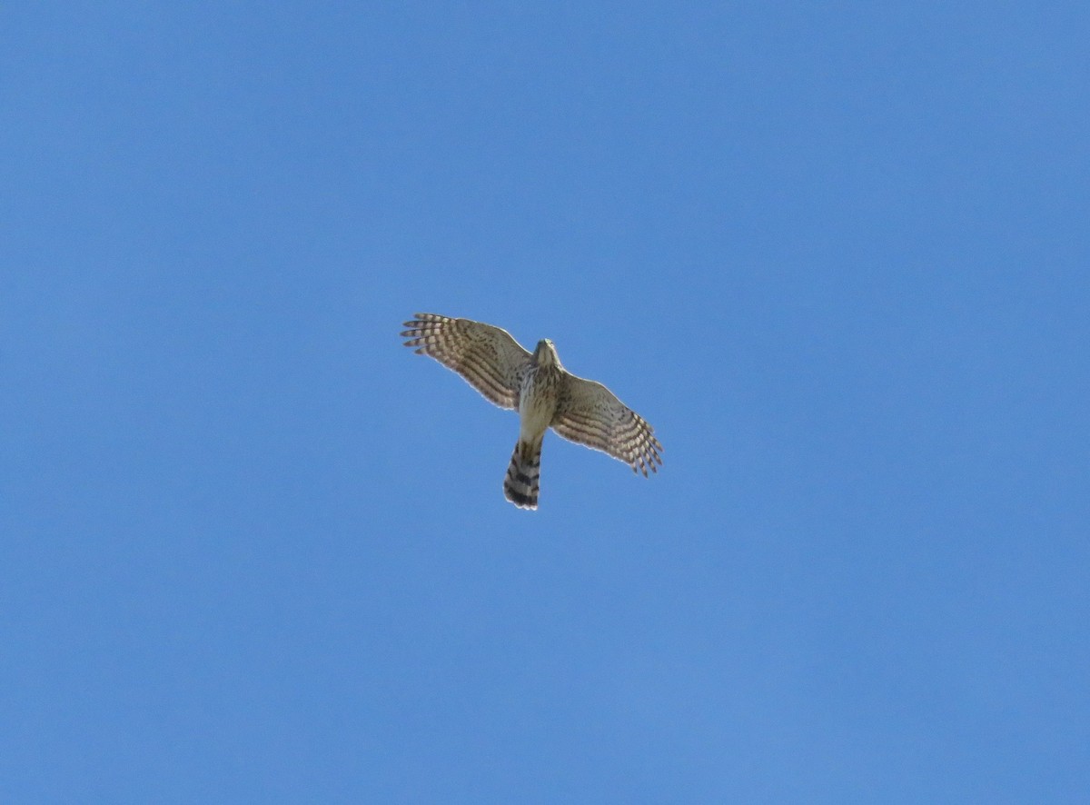 Cooper's Hawk - ML331044601