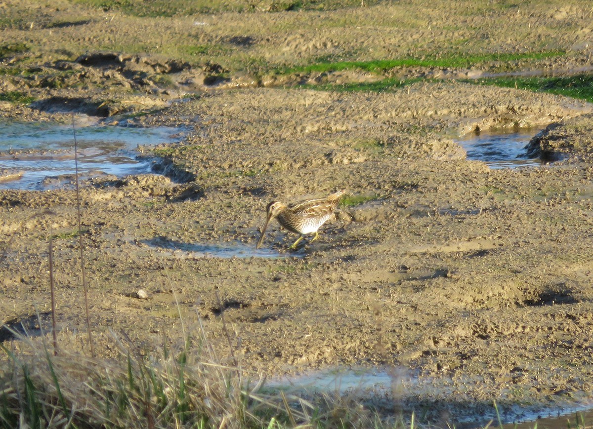 Wilson's Snipe - ML331045291