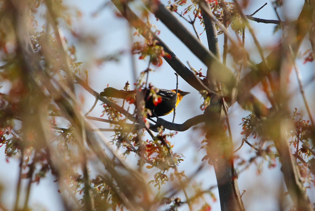 Yellow-headed Blackbird - Greg Lawrence