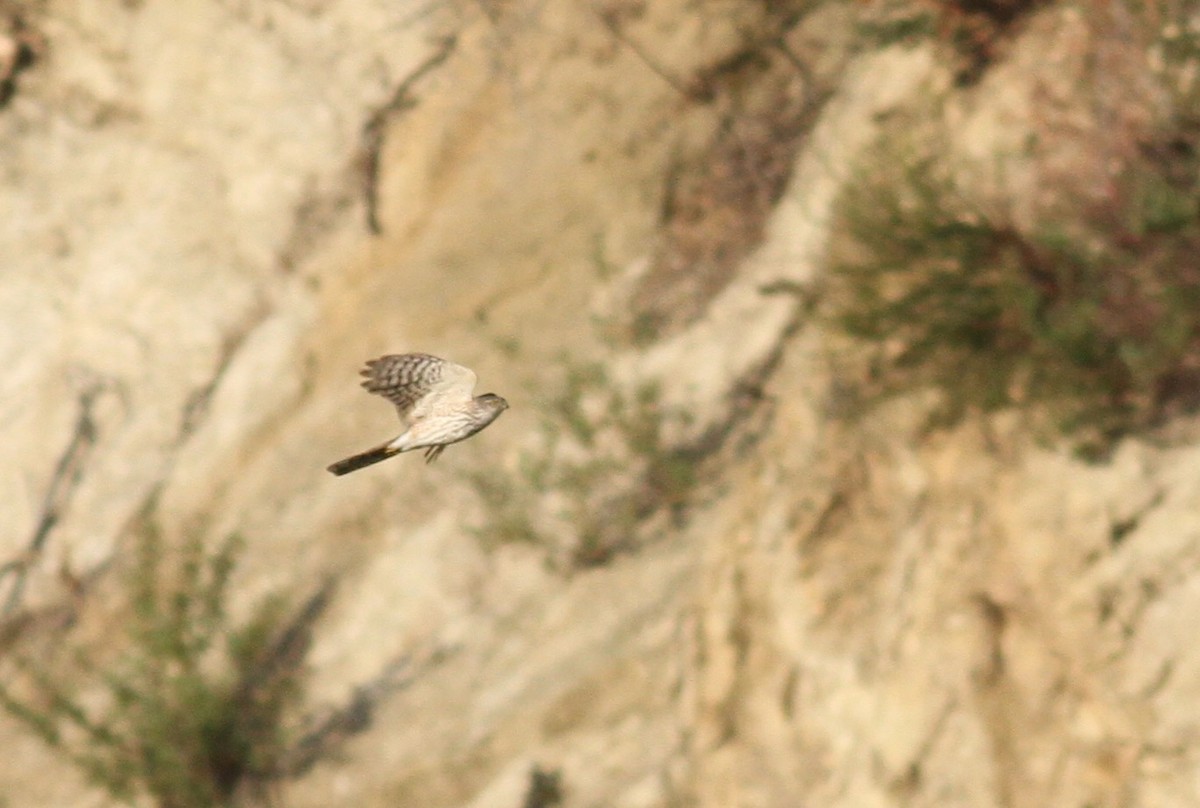 Sharp-shinned Hawk - ML331047331