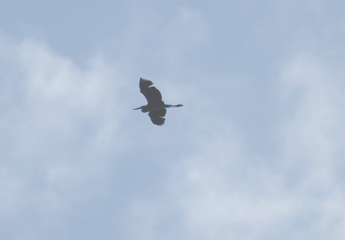 Great Blue Heron - ML331047691