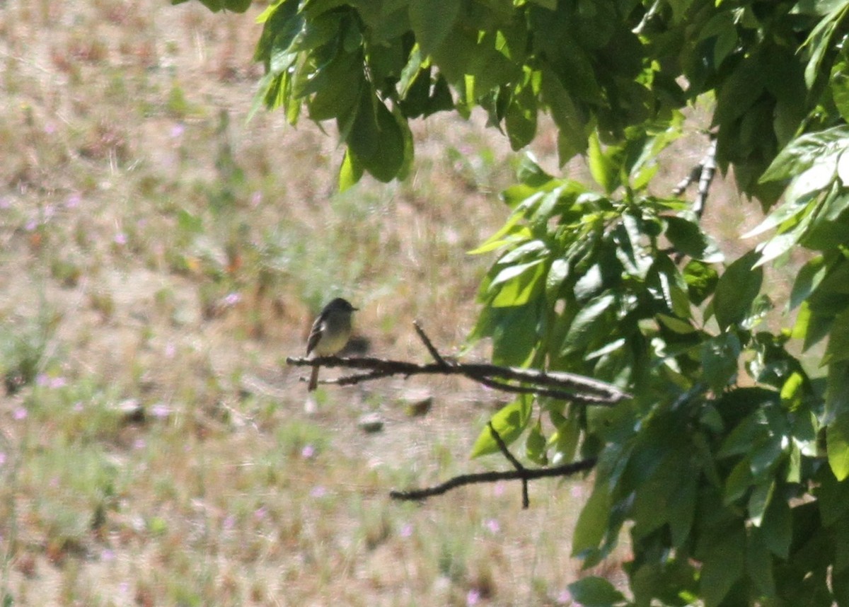 Dusky Flycatcher - ML331048861