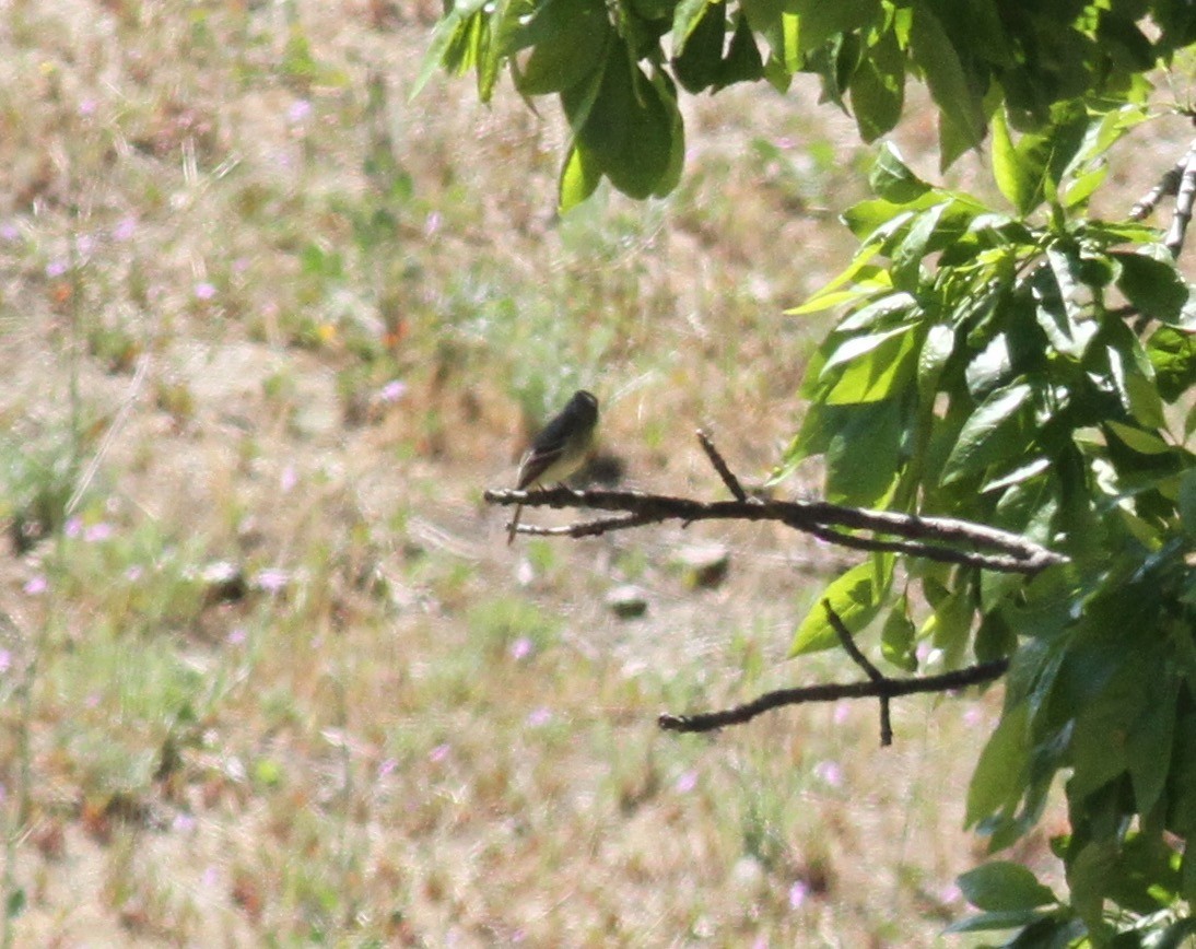 Dusky Flycatcher - ML331048881