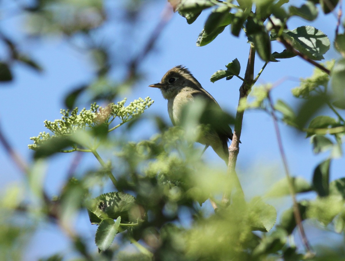 Western Flycatcher (Pacific-slope) - Ryan Terrill