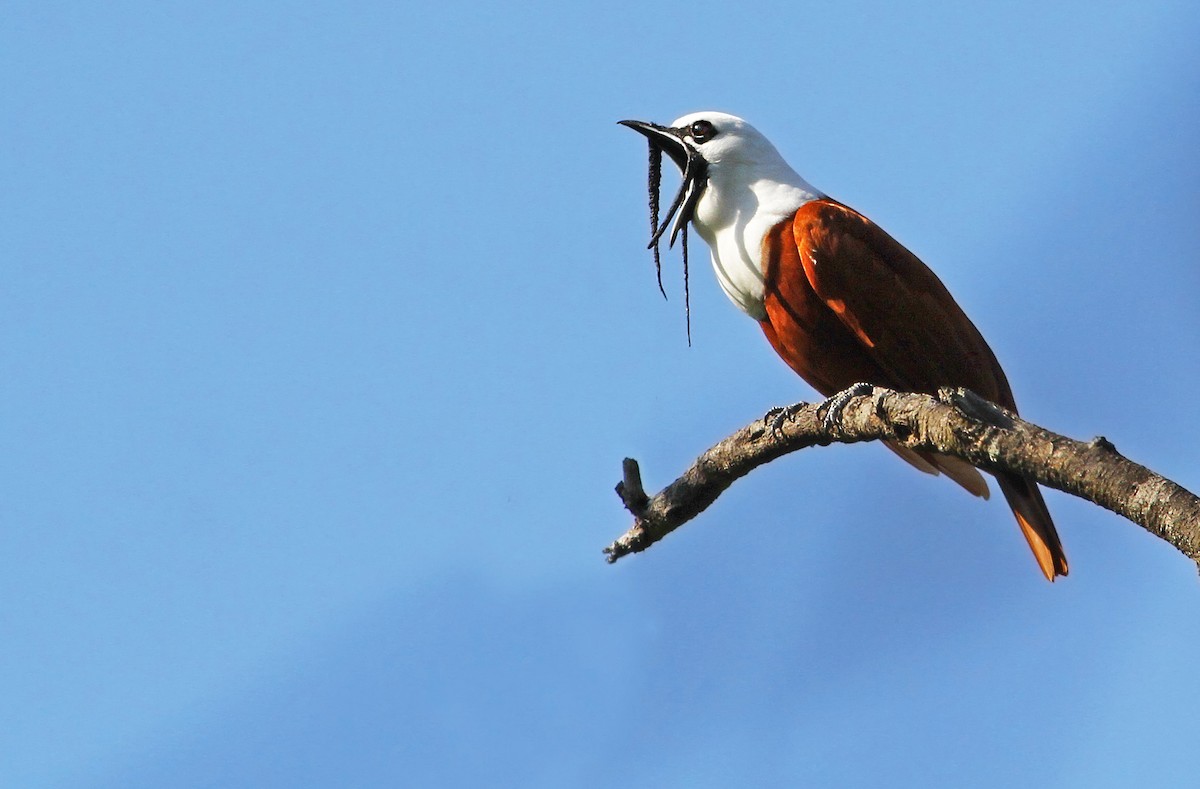 Three-wattled Bellbird - ML33104951