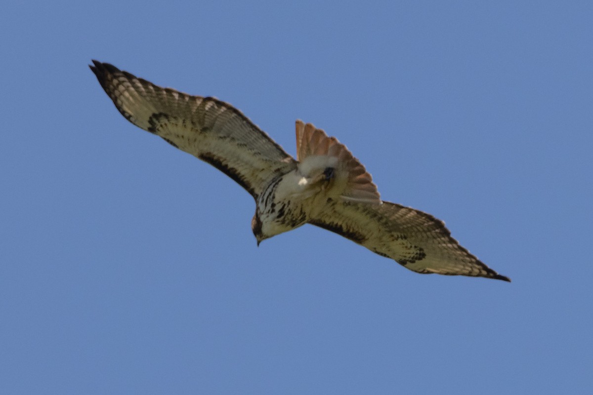 Red-tailed Hawk - ML331049691