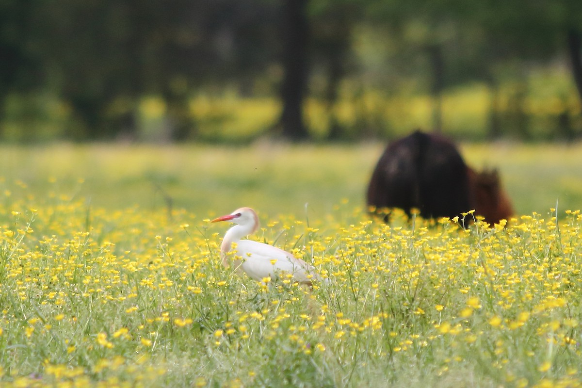 Western Cattle Egret - Megan  Foll