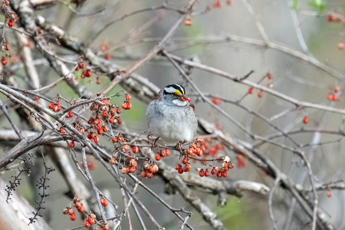 White-throated Sparrow - ML331052051