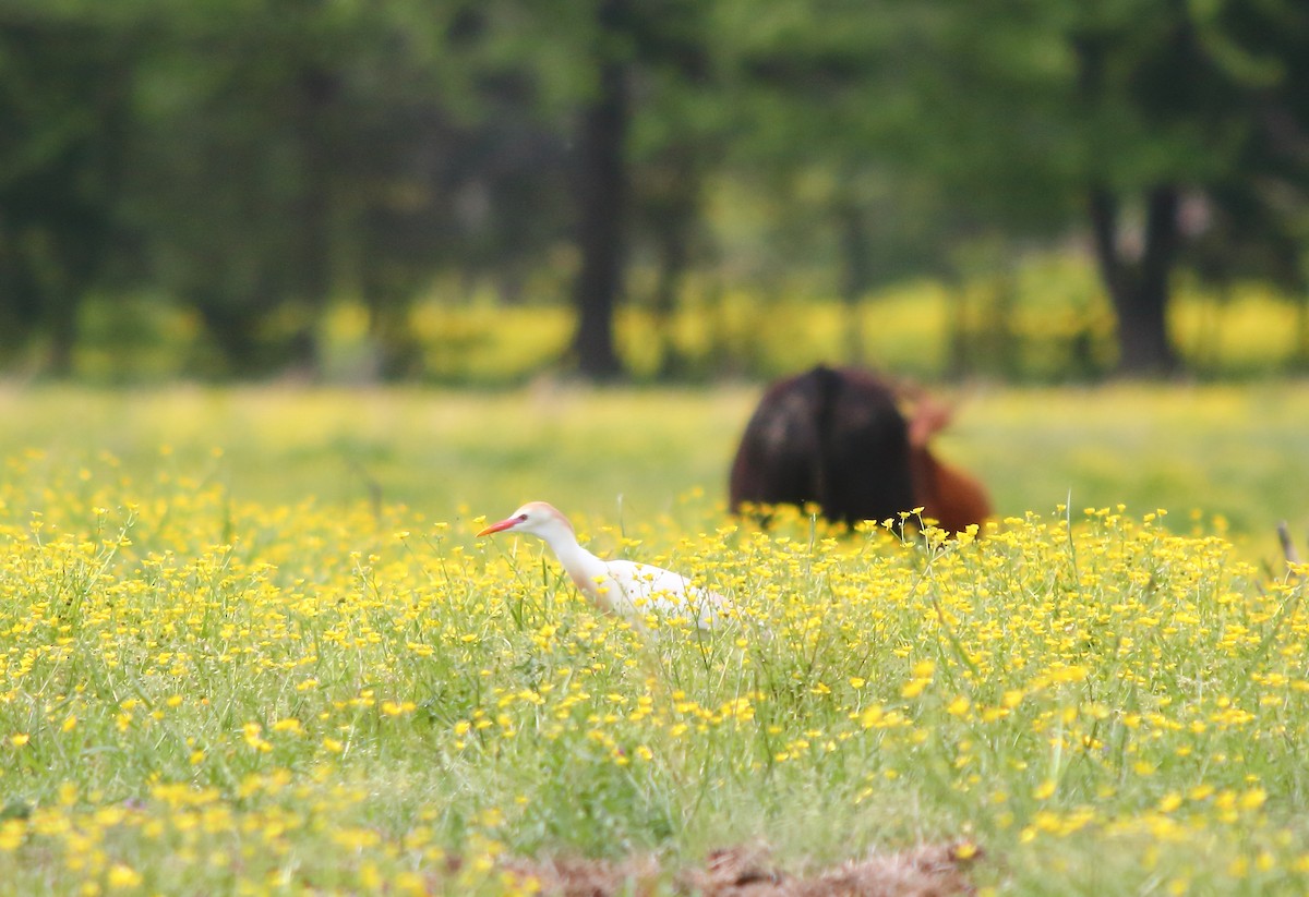 Western Cattle Egret - ML331052081