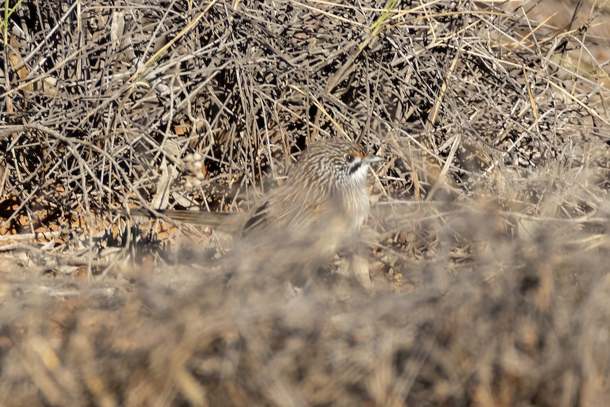 Striated Grasswren - ML331053611