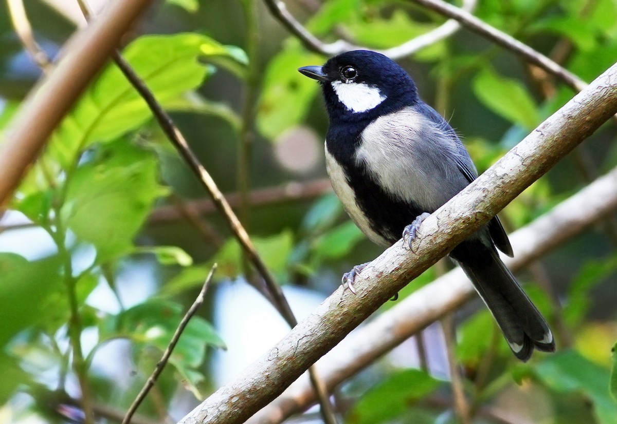 Japanese Tit (Ishigaki) - ML33105811