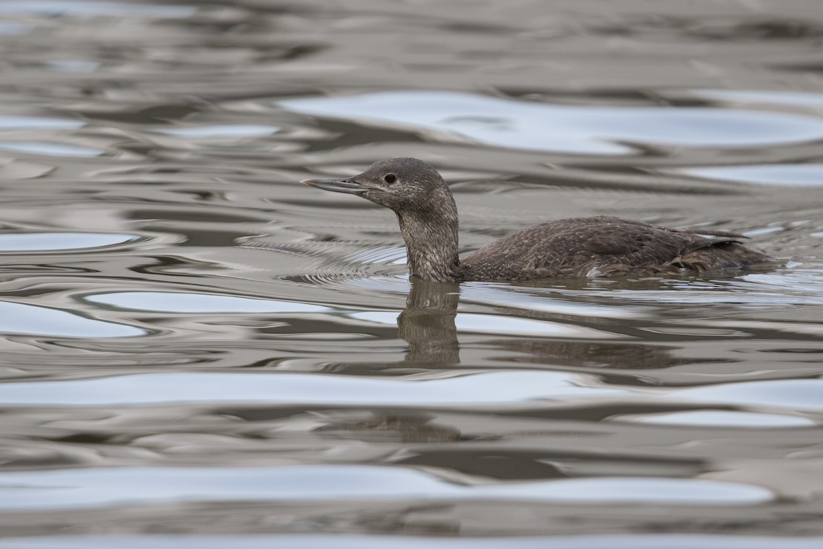 Red-throated Loon - ML331058291