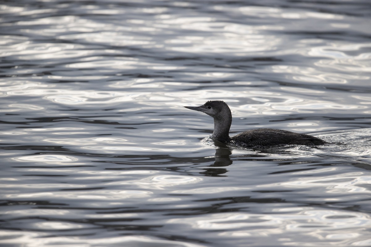 Red-throated Loon - ML331058311
