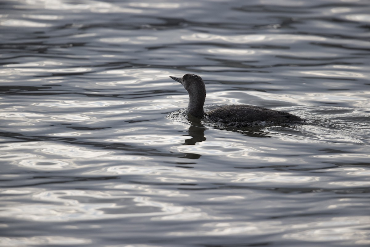 Red-throated Loon - ML331058321