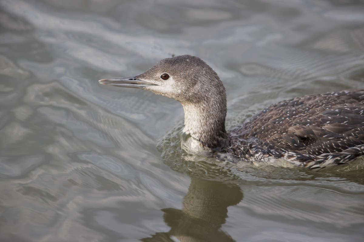 Red-throated Loon - ML331058341