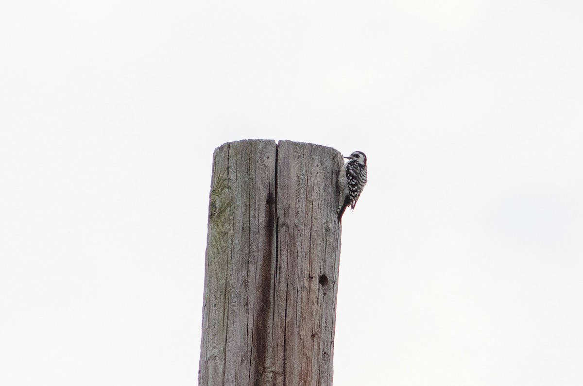 Downy x Ladder-backed Woodpecker (hybrid) - ML331058471