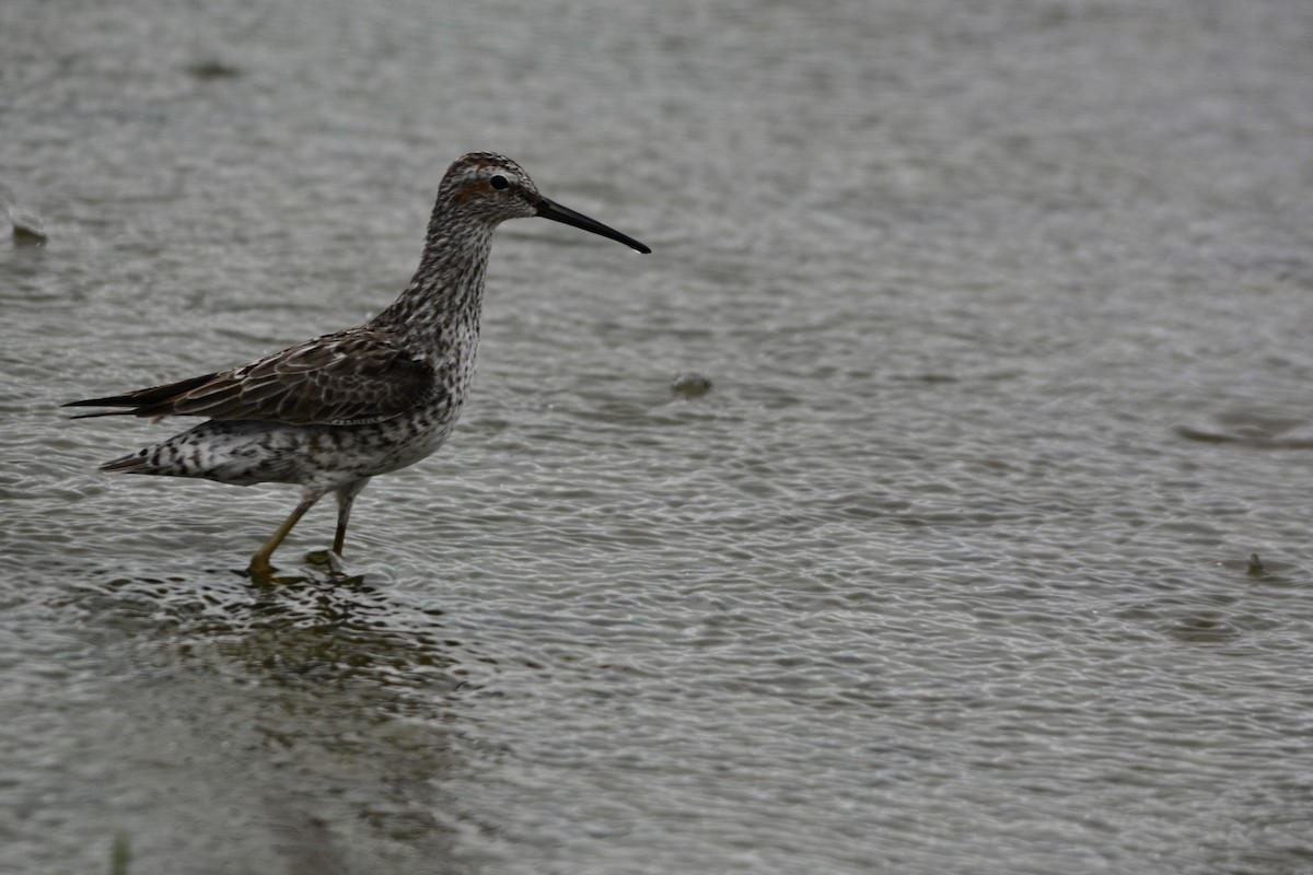 Stilt Sandpiper - ML331058771