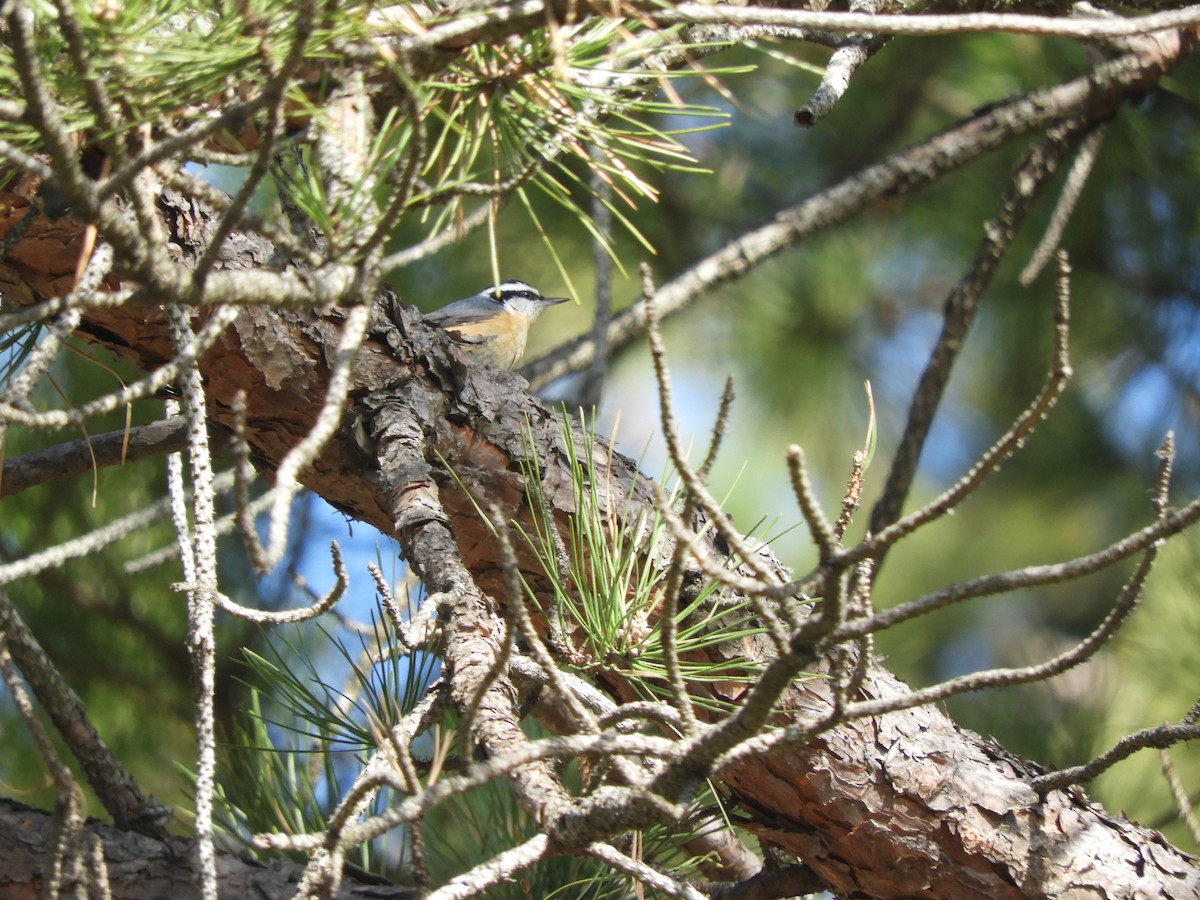 Red-breasted Nuthatch - ML331058791