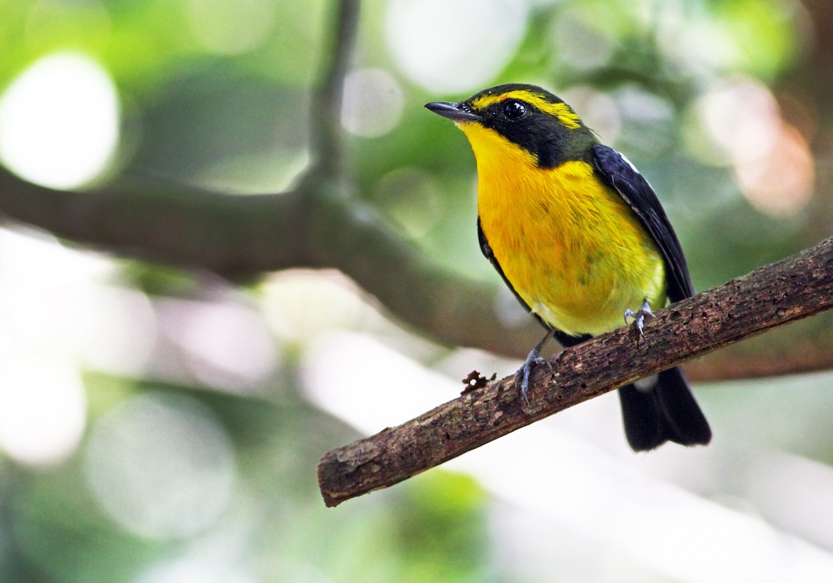 Ryukyu Flycatcher - Andrew Spencer