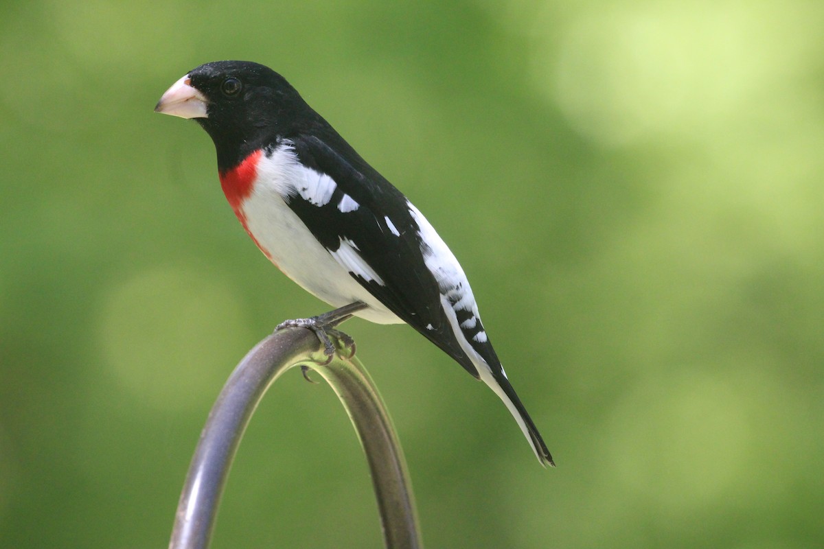 Rose-breasted Grosbeak - ML331058921